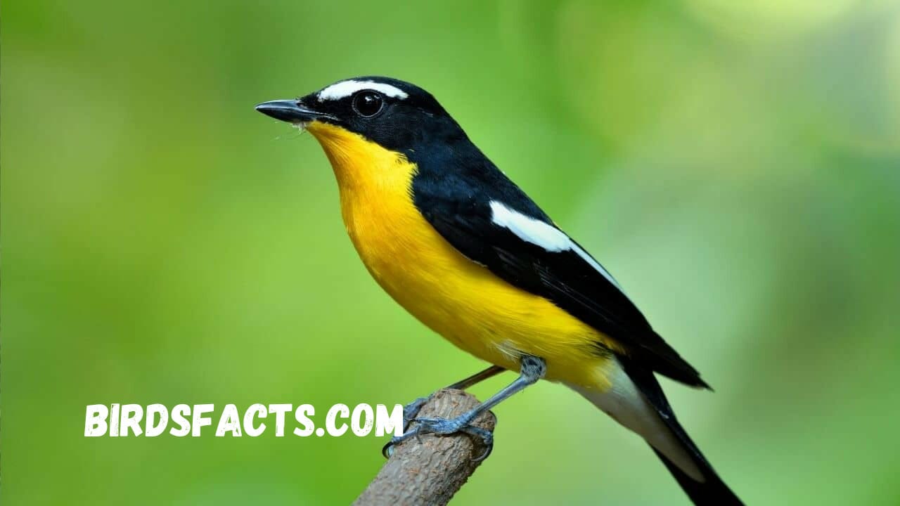 Yellow Bird with Black Wings Yellow Bird with Black Wings