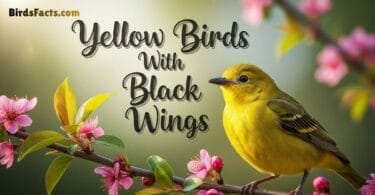 Yellow Birds With Black Wings Found Around the World