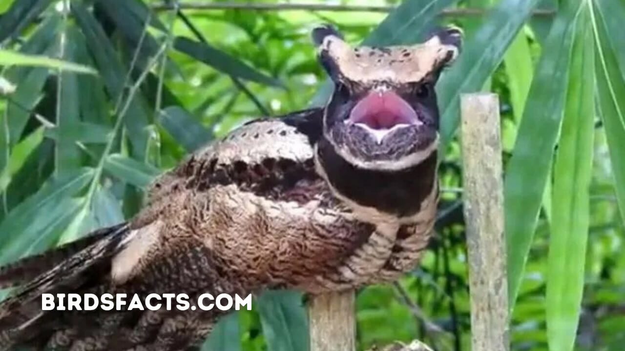 great eared night jar great eared night jar