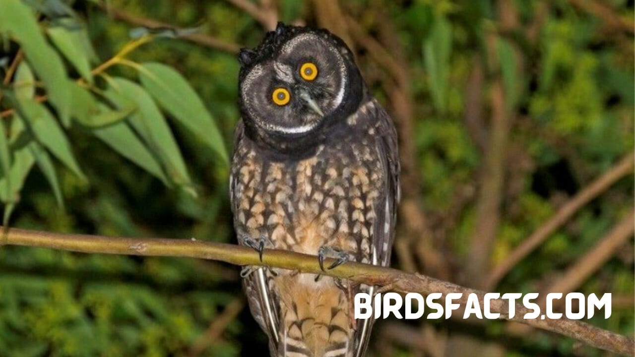 stygian owl mythology