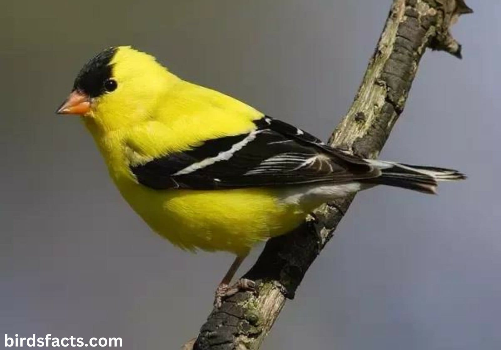 yellow bird with black on wings