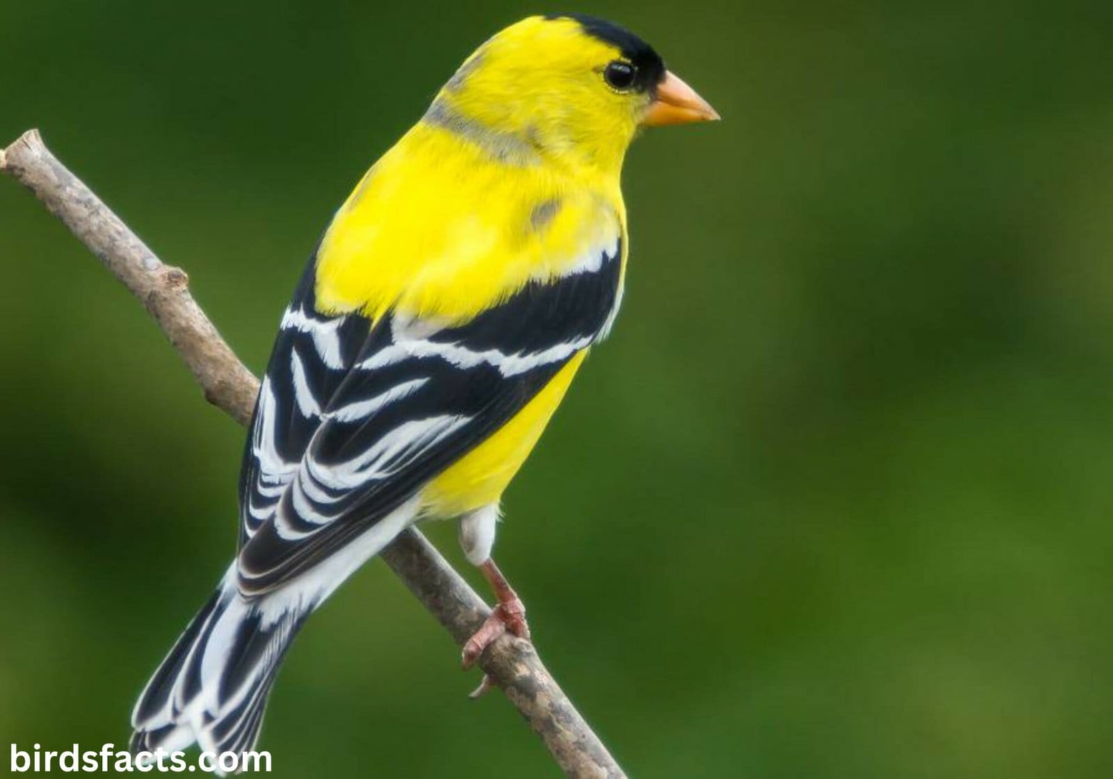 yellow bird with black on wings