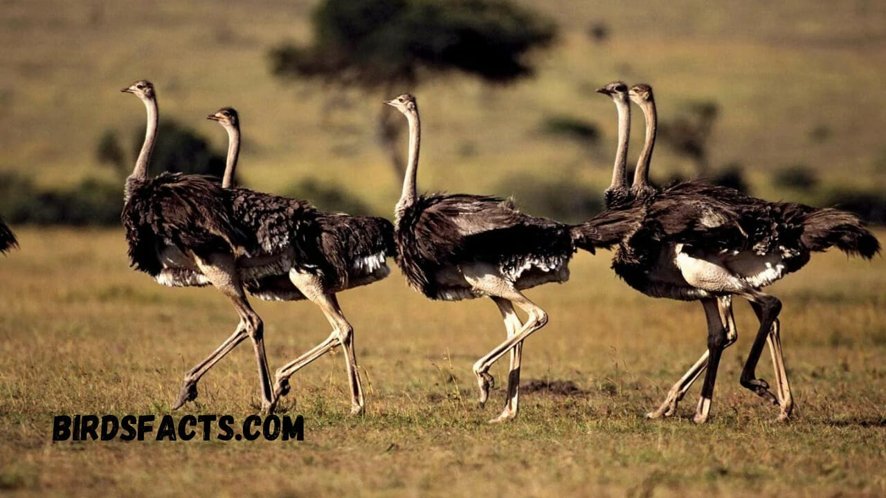 A Comprehensive Guide To Ostrich Habitats