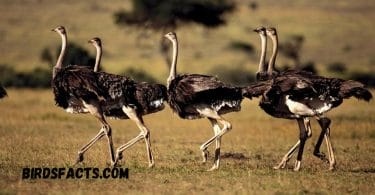 A Comprehensive Guide To Ostrich Habitats
