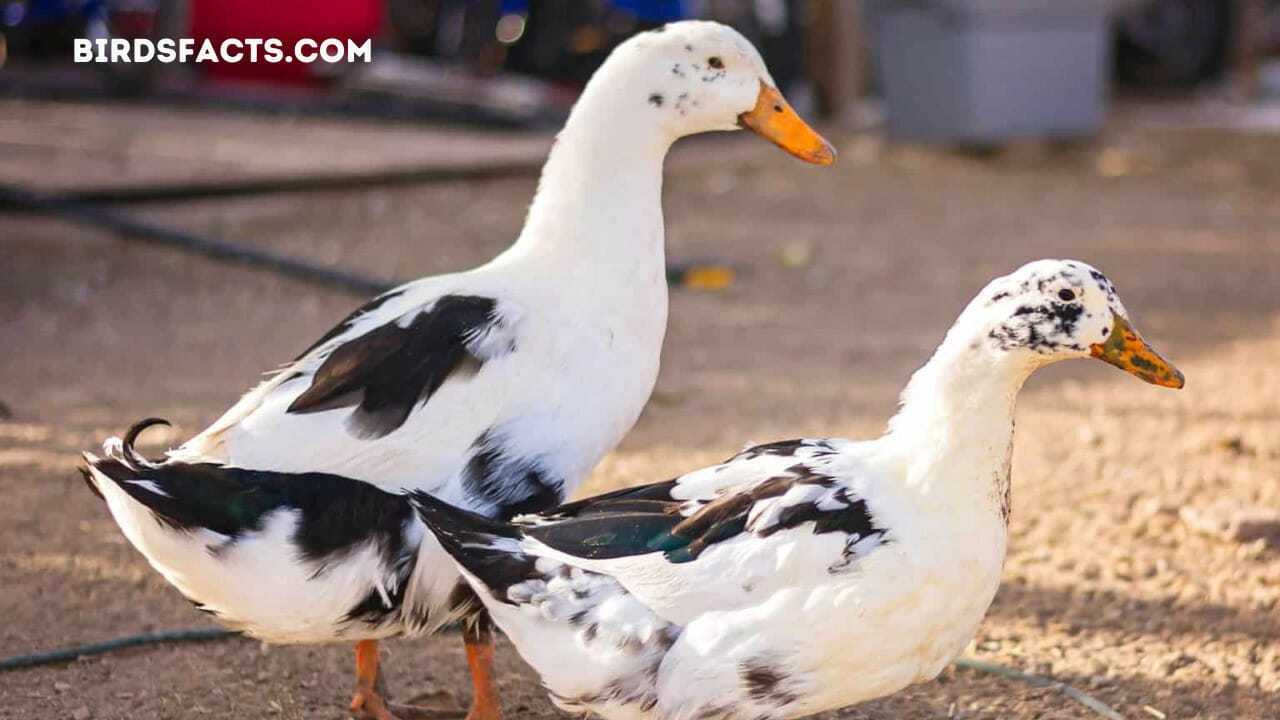 black and white duck new england