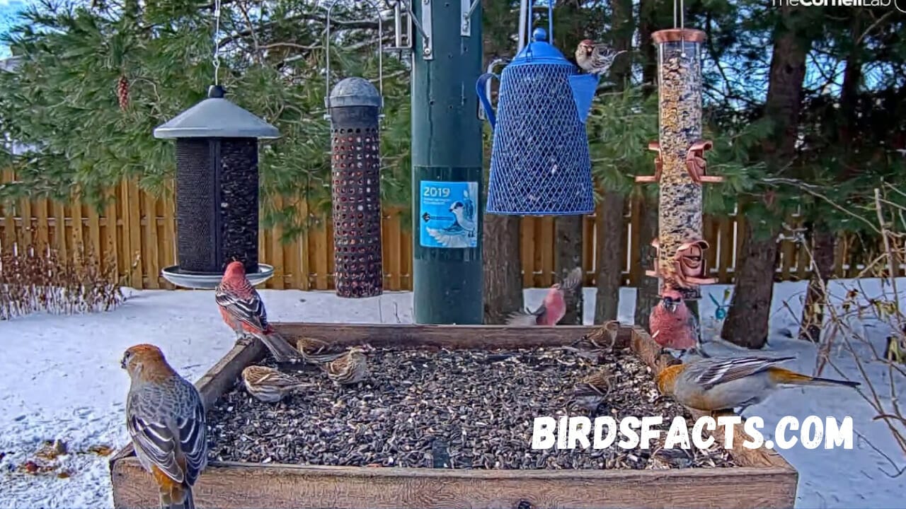 Cornell Bird Feeder Cam