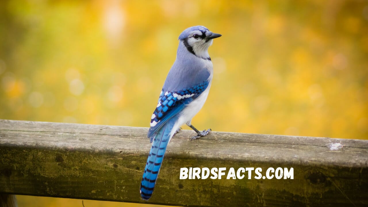 Birds That Are Good Luck Birds That Are Good Luck