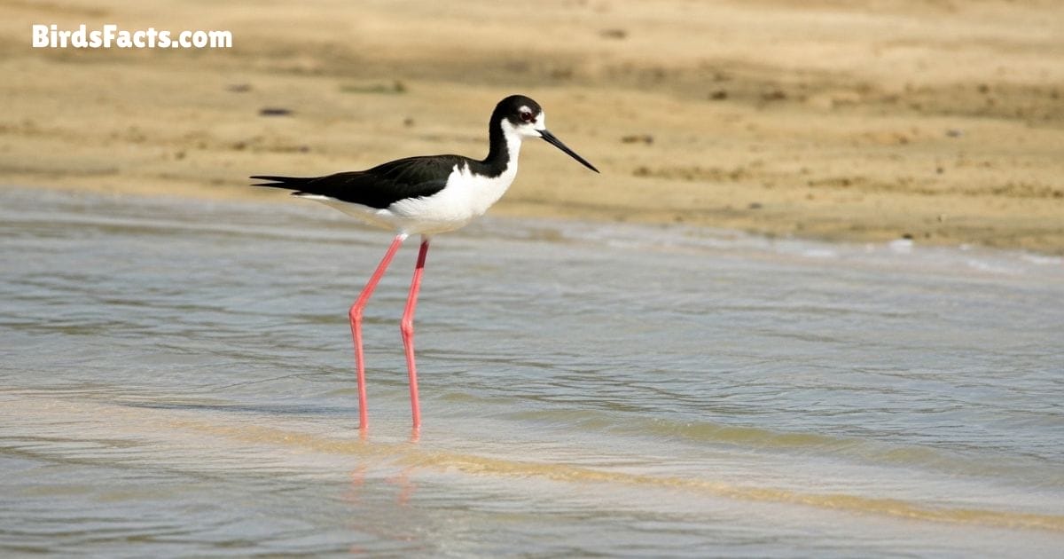 Black Necked Stilt Bird Walking In Shallow Water Showing Long Pink Legs Black White Body And Thin Beak