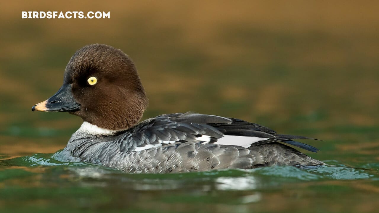 white and black ducks