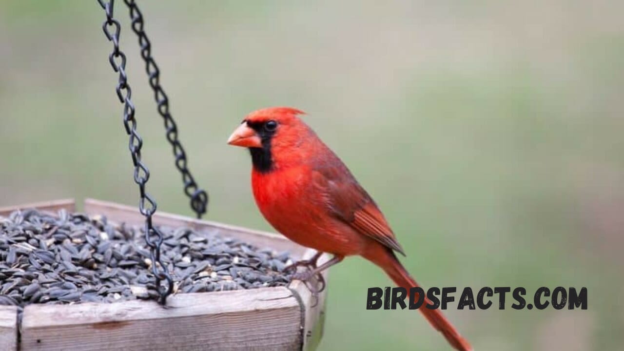 Cornell Live Bird Feeder Cam