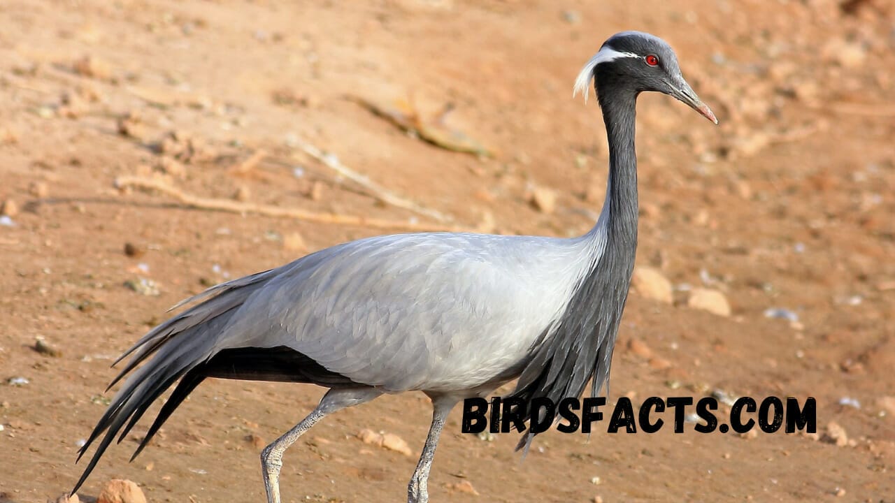 how much do crane operators make Crane little bird with long legs