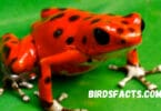 Dart Frog Poison Everything You Need to Know