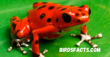 Dart Frog Poison Everything You Need to Know