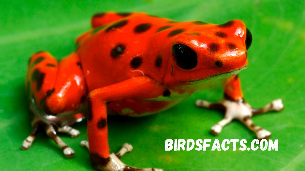 Dart Frog Poison Everything You Need to Know