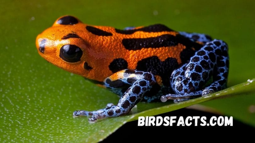 Dart Frog Poison Facts