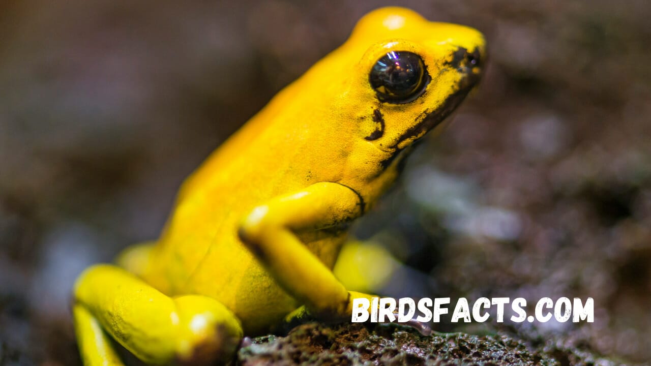 Dart Frog Poison