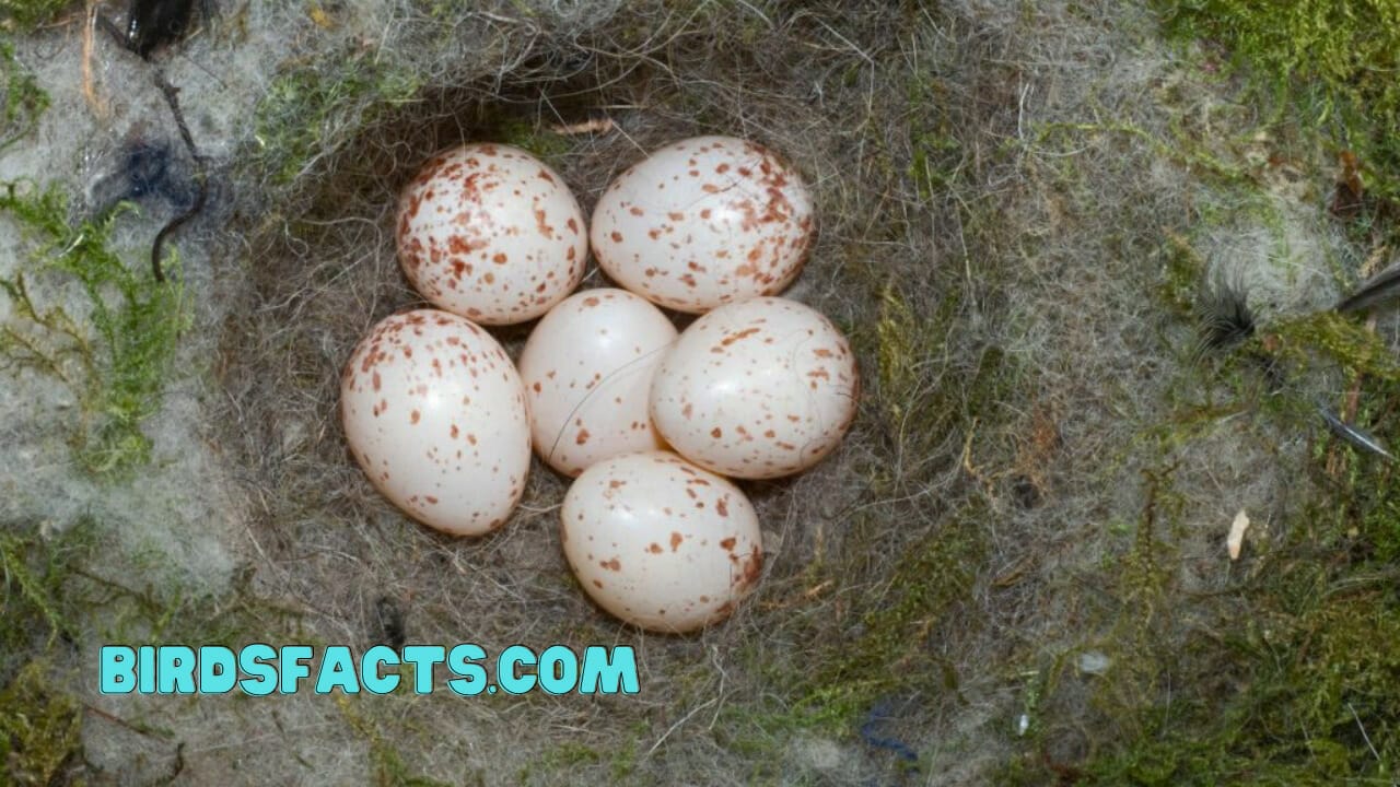 Do Squirrels Eat Bird Eggs