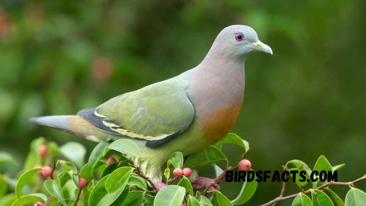 can you use dove spray deodorant as cologne can you use dove spray deodorant as cologne