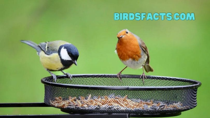 The Benefits of Feeding Birds with Quality Eat Bird Food