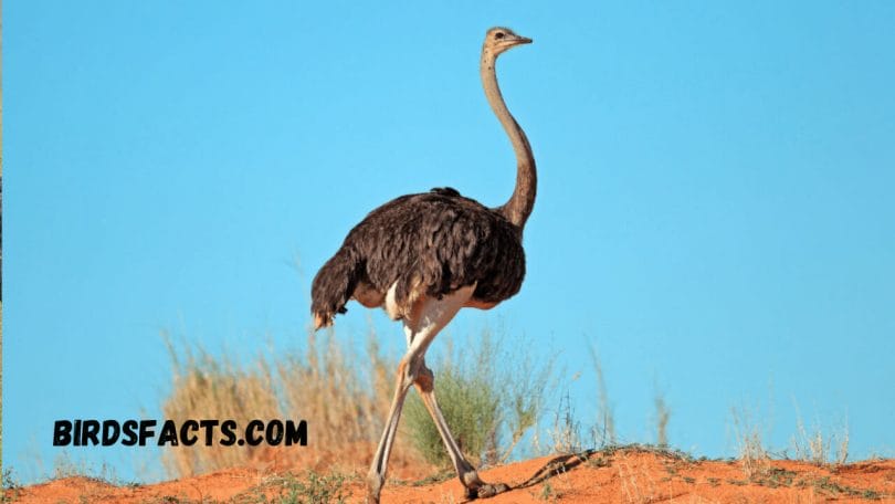 Factors Affecting Ostrich Habitats 