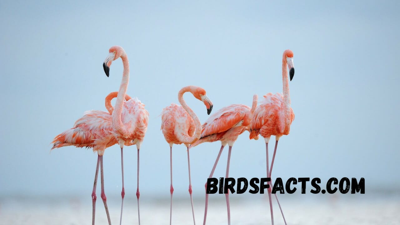 bird with long neck and long legs bird with really long legs