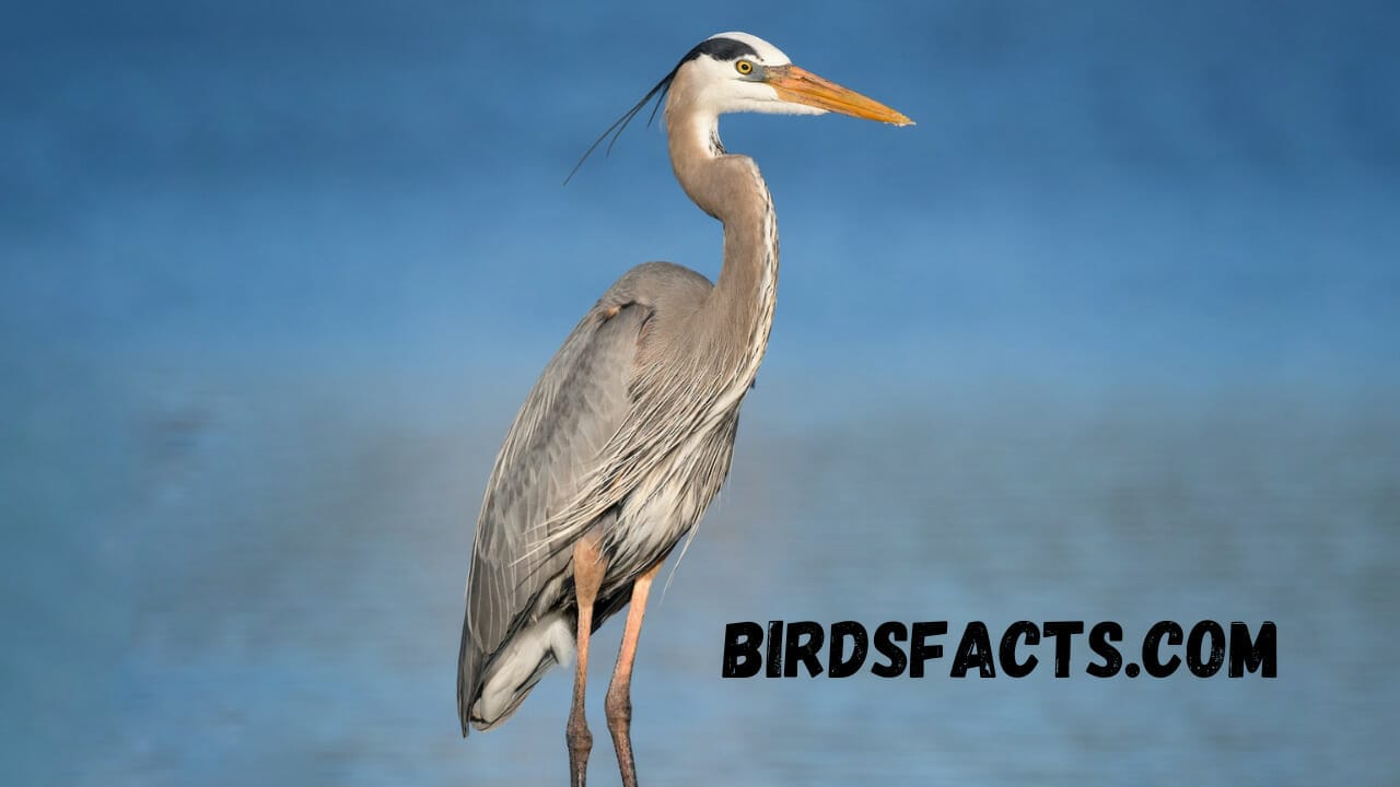 tall white bird with long legs