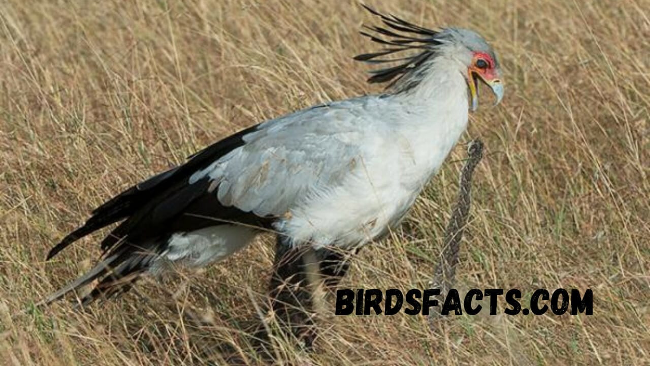 How Do Birds with Long Legs Hunt and Eat? How Do Birds with Long Legs Hunt and Eat?