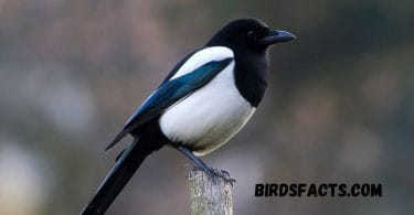 what is a group of magpies called