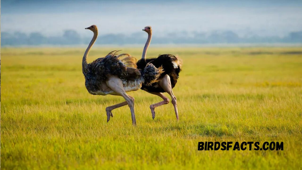 Ostrich Habitats