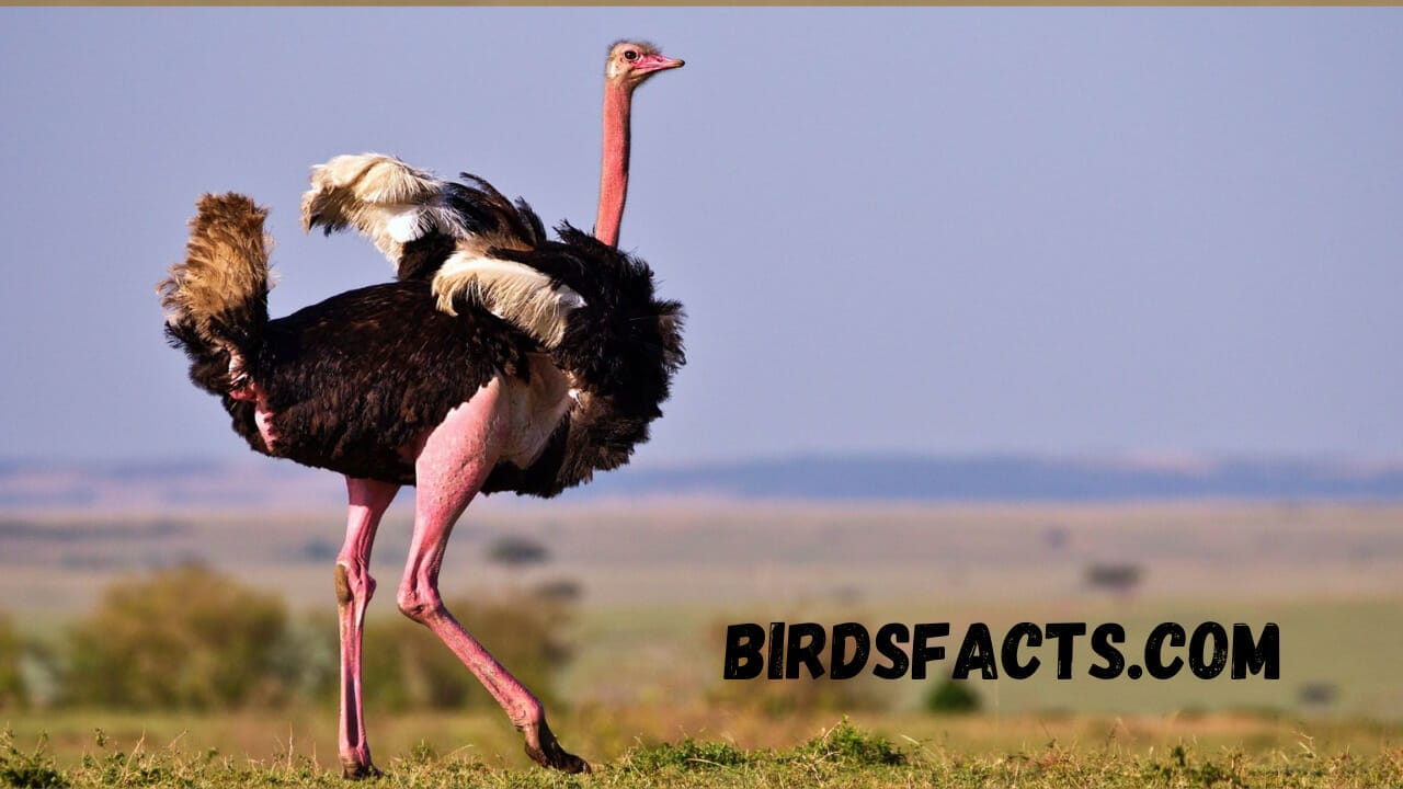 small bird with long legs and long beak