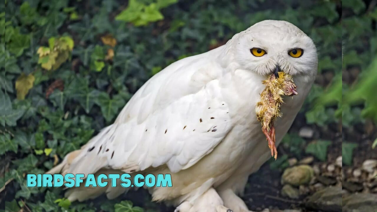 Owl Eats