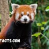 The Red Panda Habitat Understanding the Natural Home of This Endangered Species