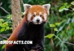 Red Panda Habitat