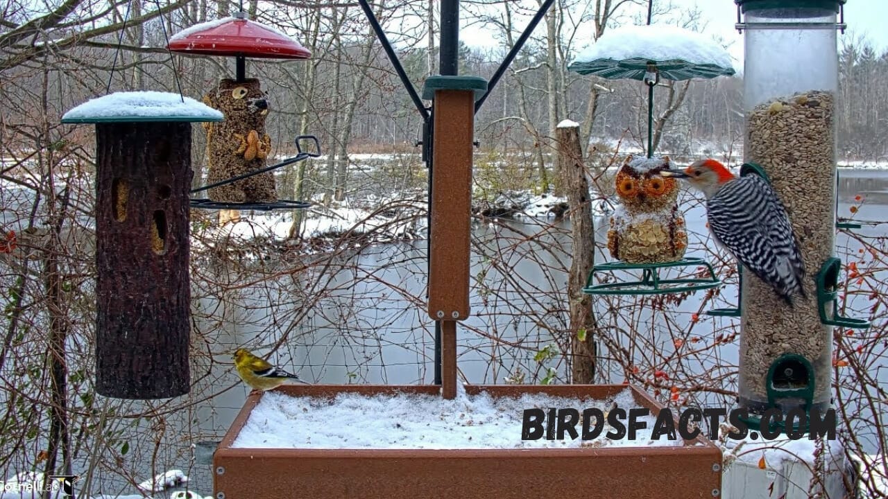 cornell feederwatch cam