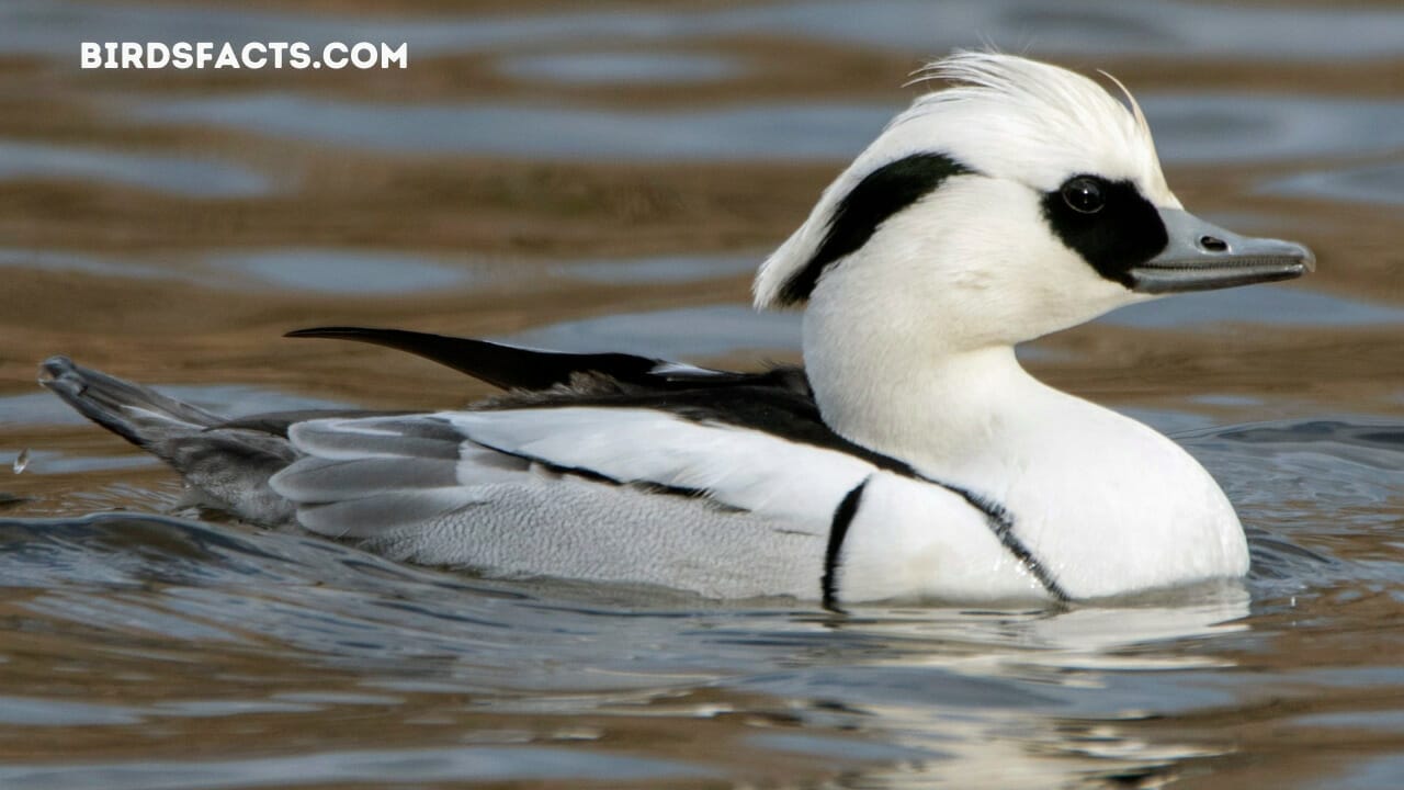 maine sea ducks