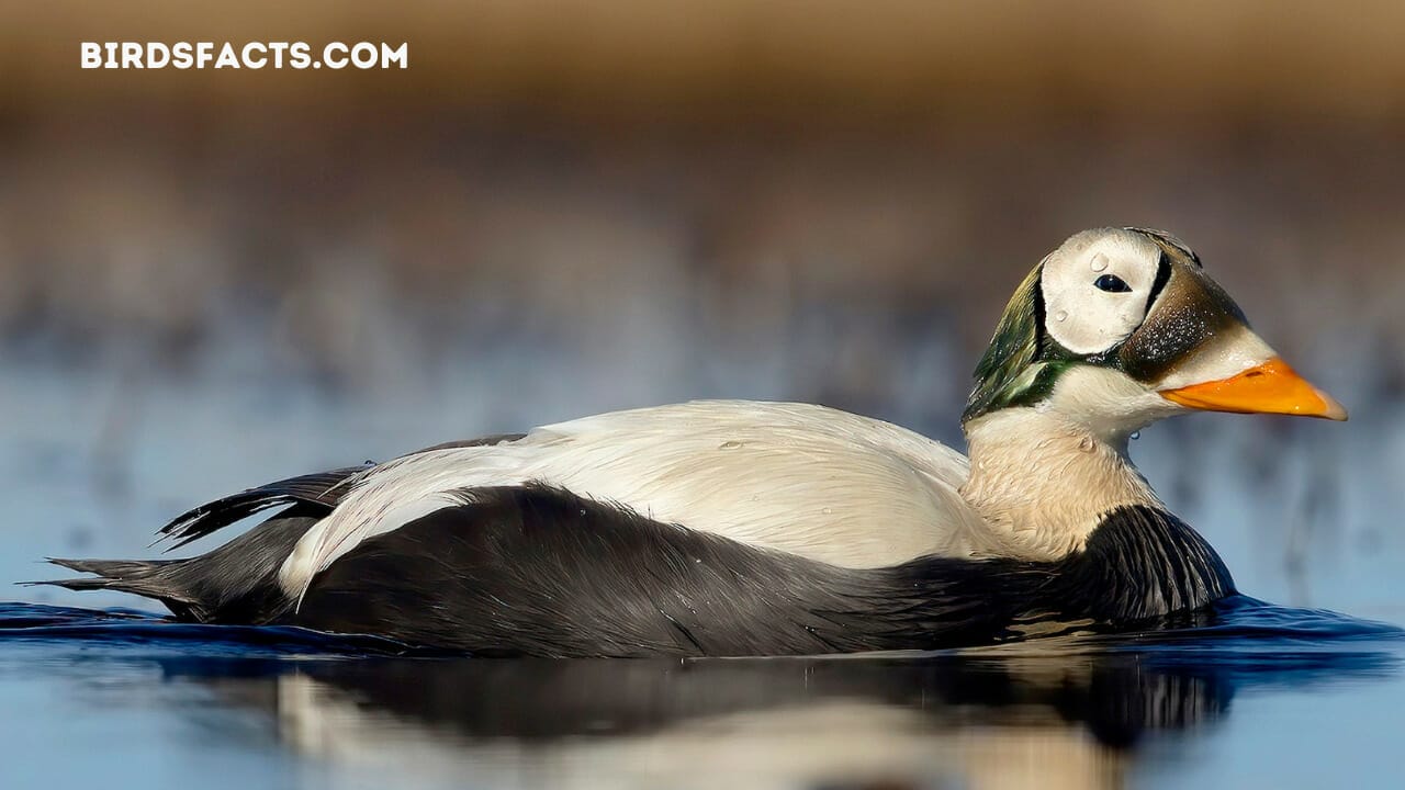 black and white duck massachusetts