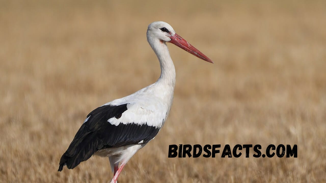 Stork little birds with long legs