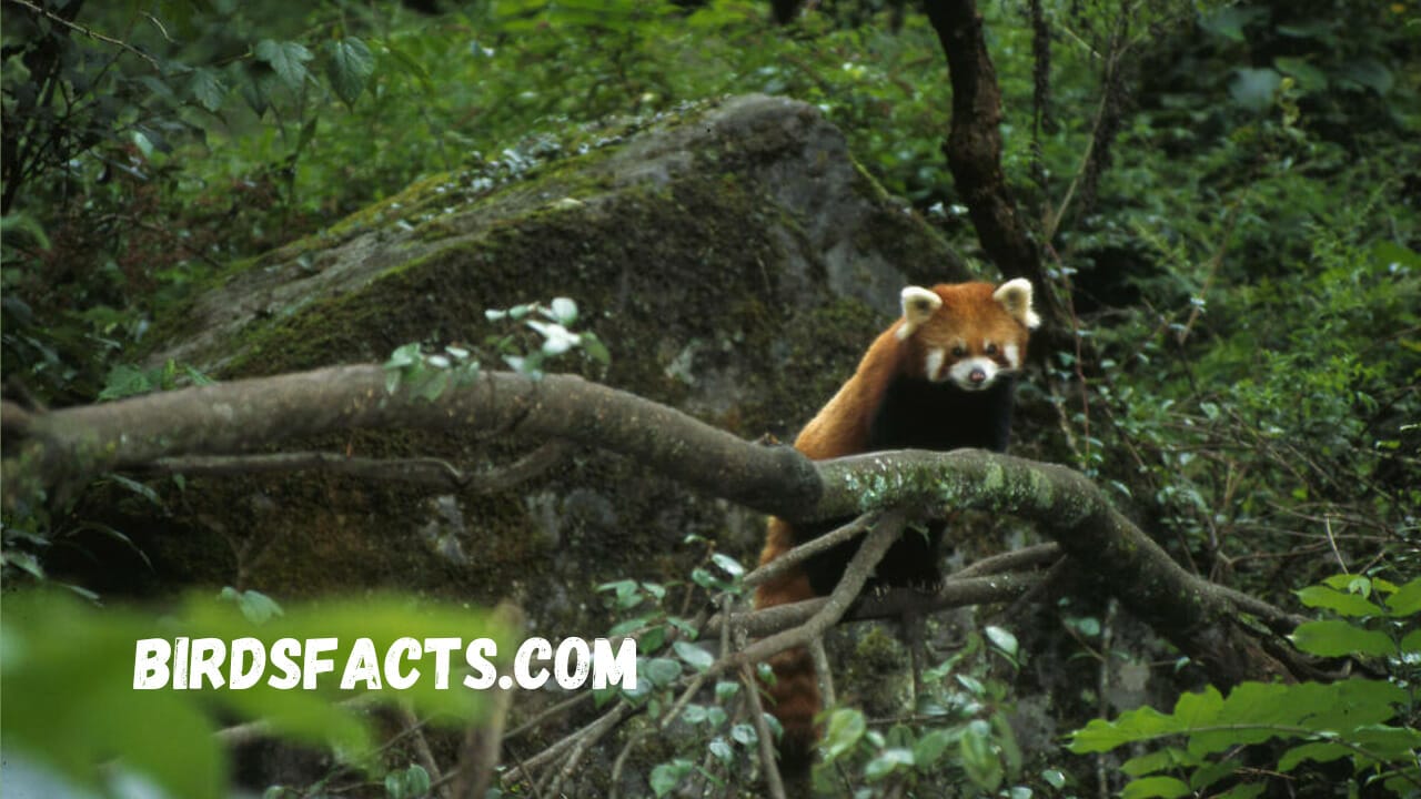 The Habitat Of The Red Panda