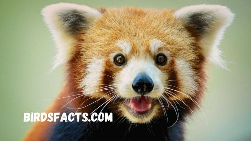 The Red Panda Facts