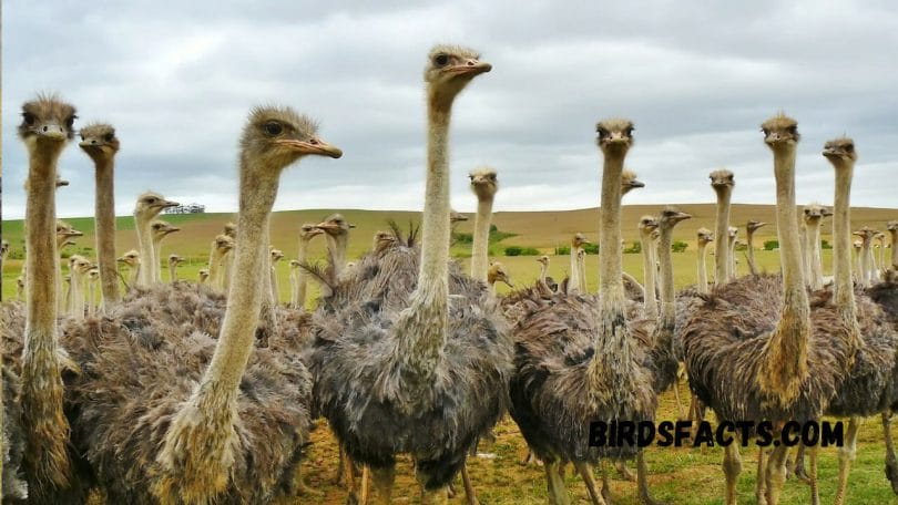 Threats to Ostrich Habitats 