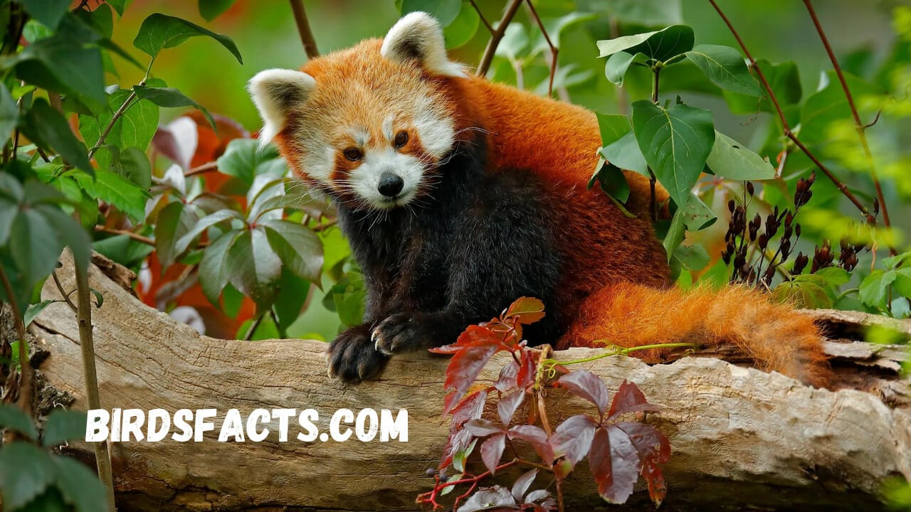 threats to the red panda