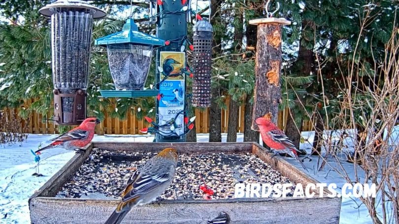 cornell live bird feeder cam