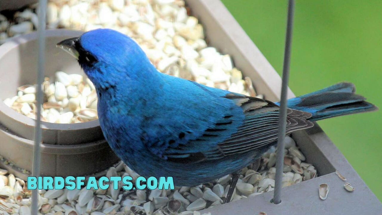 What Birds Eat Safflower Seeds