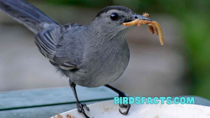 Which Birds Eat Mealworms