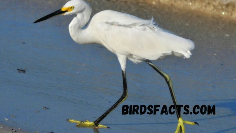 bird with long legs