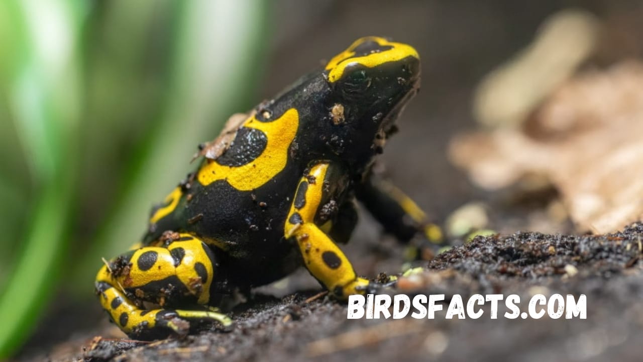 bumble bee dart frog