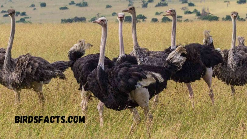 habitats of ostrich