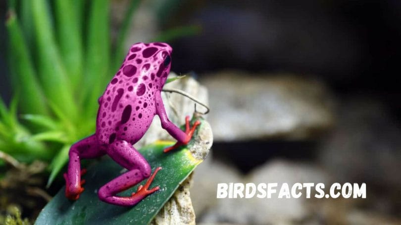 pink poison dart frog