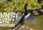 black birds in florida