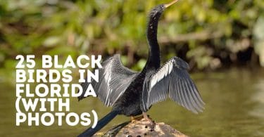 black birds in florida
